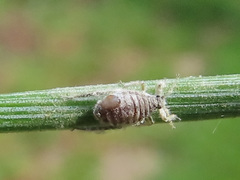 Schizolachnus pineti