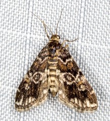 Elophila difflualis