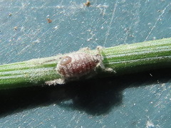 Schizolachnus pineti