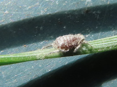 Schizolachnus pineti