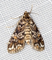 Elophila difflualis