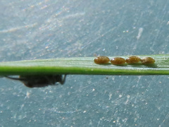 Schizolachnus pineti