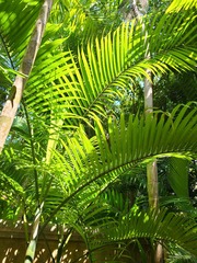 Dypsis cabadae