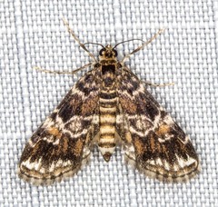 Elophila difflualis