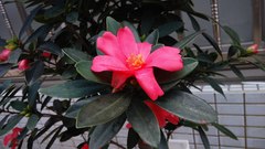 Camellia azalea