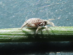 Schizolachnus pineti