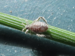 Schizolachnus pineti