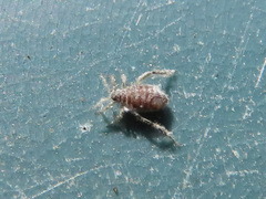 Schizolachnus pineti