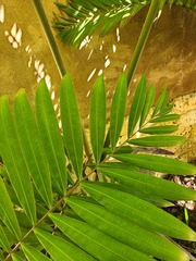 Dypsis cabadae