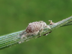 Schizolachnus pineti