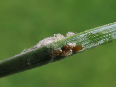 Schizolachnus pineti