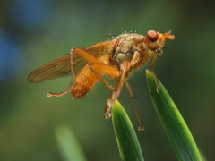Scathophaga inquinata
