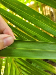 Dypsis cabadae