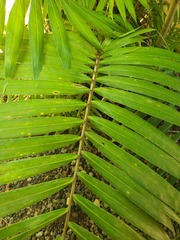 Dypsis cabadae