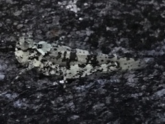 Trimerotropis saxatilis