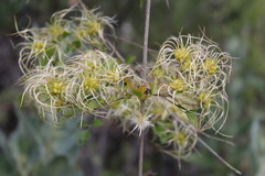 Clematis pauciflora