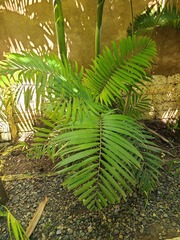 Dypsis cabadae