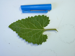 Scrophularia scorodonia