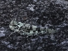 Trimerotropis saxatilis