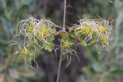 Clematis pauciflora