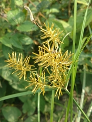 Cyperus esculentus leptostachyus