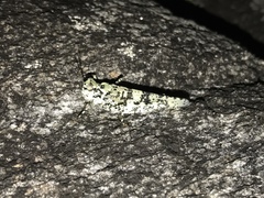 Trimerotropis saxatilis