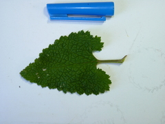 Scrophularia scorodonia