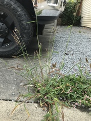 Echinochloa crus-galli