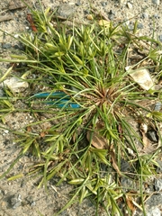 Cyperus compressus