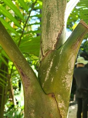 Dypsis cabadae