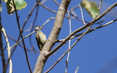 Chloropicus fuscescens