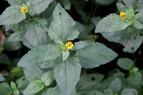 Acmella uliginosa iNat (2)