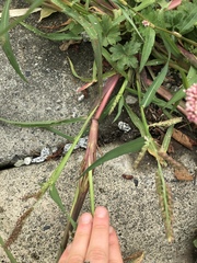 Echinochloa crus-galli