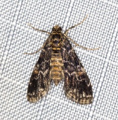 Elophila responsalis