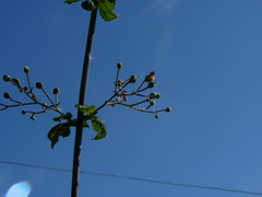 Scrophularia scorodonia