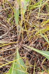 Arnoglossum plantagineum