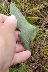 Arnoglossum plantagineum