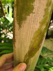 Dypsis cabadae
