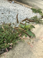 Echinochloa crus-galli