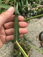 Echinochloa crus-galli