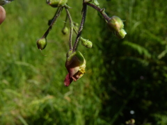 Scrophularia scorodonia