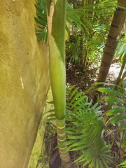 Dypsis cabadae