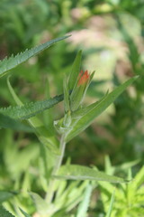 Castilleja minor stenantha