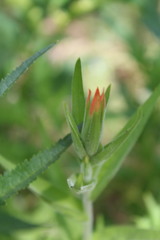 Castilleja minor stenantha