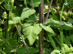 Scrophularia scorodonia