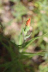 Castilleja minor stenantha