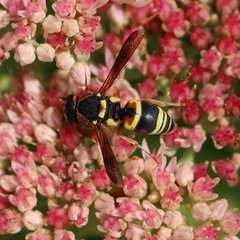 Euodynerus castigatus