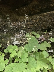 Heuchera missouriensis