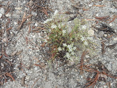 Sabulina nuttallii