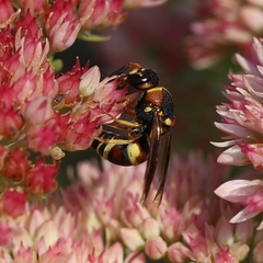 Euodynerus castigatus